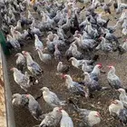 دجاج فيومي
