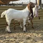 للبيع جفار هولنديه طيبه لتأسياس مراح