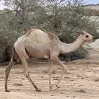 حشوان بلدي