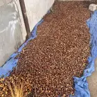 تمر حلال