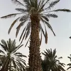 30 نخله عنبره طول 7.5 متر للبيع