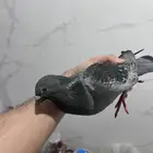 حمام
