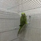 انثى دره هندي