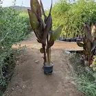 كنا