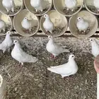 حمام فرنسي سلالة فاخرة