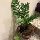 4 نباتات تعيش بالمنزل