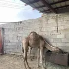 قعود وبكره للبيع