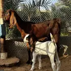 عنز ثنيه يتبعه تيس كلش شرط تم البيع خارج الموقع