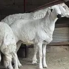 طليان للبيع