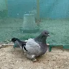 حمام فريش مهبط