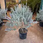 نباتات واشجار زينه