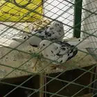 حمام قطيفي نمش