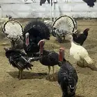 البيضين