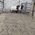 جذعان فاخره