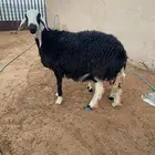 نعجة منتجة