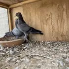 للبيع حمام صنعاني
