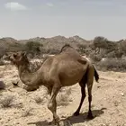 ناقه لقحه