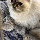 قطه هملايا للبيع