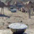 حليب نياق خلفات - إبل - طازج يوميا