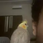 ببغاء كروان كوكتيل للبيع