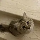 قطط