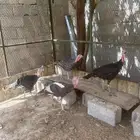دجاج رومي