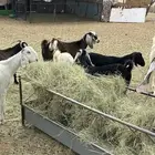 معزاء للبيع