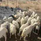 رخال رفيد العدد 90 راس تقريبا لها شهرين
