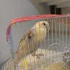 روز