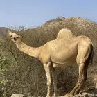 ناقه جنب للبيع