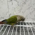 كنيور اناناس