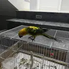 ببغاء صن كنيور الصبغه قويه