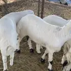 سبعة خرفان ورحله سمان مغلقه أعمارها من أربعة شهور وفوق
