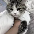 قطط للتنبني