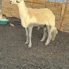 خروف فحل