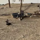 القنفدة القوز