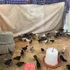 صيصان  بلدي-فيومي