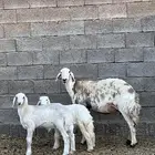 للبيع حريه والد
