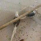 اثنين ذكور هولندي منتج