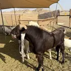 للبيع تيس فحل مشروط