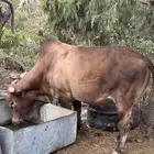 ثور فحل للبيع بلدي السنه رباع