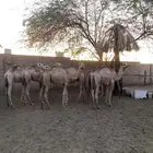 قعدان للمناسبات طيبه