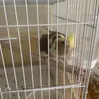 طير كروان للبيع