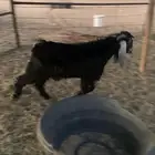 تيس طيب عمره 5 شهور