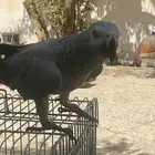 ببغاء كاسكو افريقي( انثى)