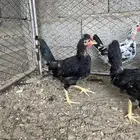 للبيع فراريج عربي بسعر مناسب جدا