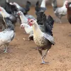 بيض مخصب فيومي للفقاسات