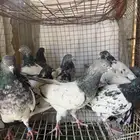 حمام  باكستاني
