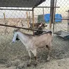 تيس عمره 5 شهور