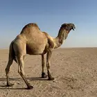 بعير منتج ولد عرنون السن سديس